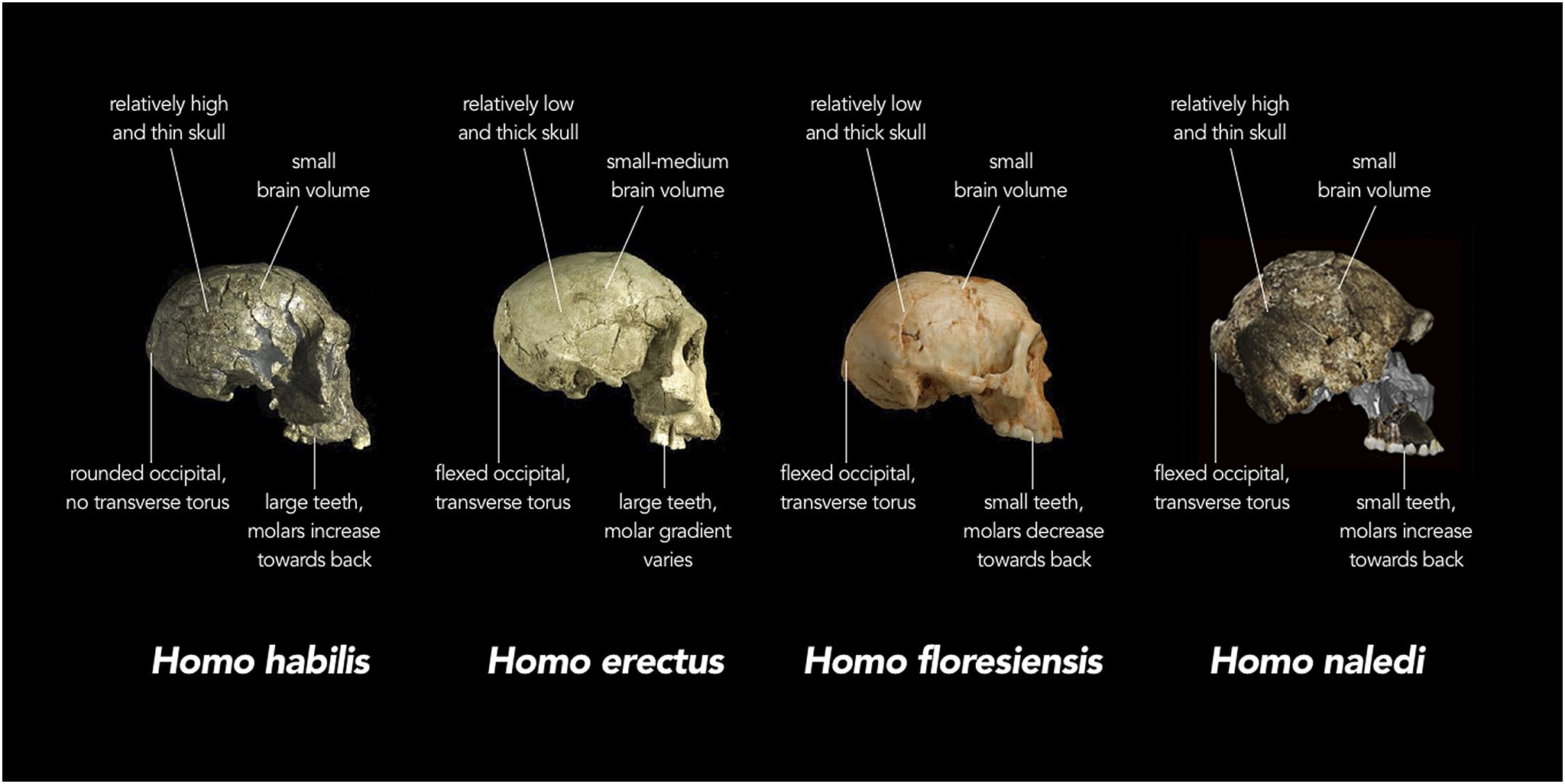 Comparison_of_skull_features_of_Homo_naledi_and_other_early_human_species